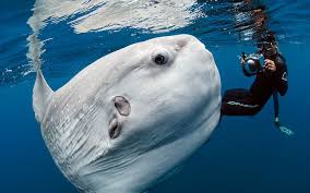 Image Of The Day Most Bizarre Fish You Ve Ever Seen Animals Sea Creatures Ocean Creatures