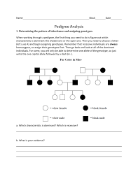 analyzing pedigrees worksheet