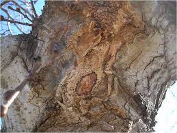 Check spelling or type a new query. Slime Flux Wikipedia