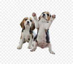 Pocket Beagle Yavrusu Beagle Av Kopekleri Senin Iki Kopek Duruyordu Seffaf Png Goruntusu