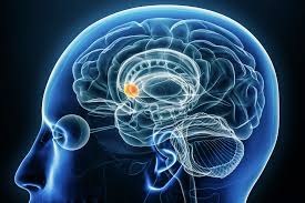 Image result for Dopamine