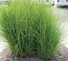 Switchgrass is one of the dominant species of the central north american tallgrass prairie and can be found in remnant prairies, in native grass pastures, and naturalized along roadsides. Switchgrass May Unlock The Future Of Biofuel