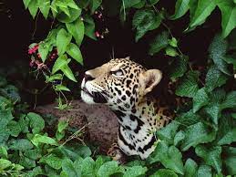 Maybe you would like to learn more about one of these? Tropical Dry Forest Plants And Animals Rainforest Animals Forest And Wildlife National Geographic Animals