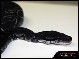 Oct 20, 2020 · how much is an axanthic ball python? Black Axanthic Morph List World Of Ball Pythons