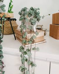 Le piante da interno pendenti riescono ad offrire un elevato grado di eleganza nella stanza della casa in cui sono presenti. Piante Pendenti Da Interno Per Il Tuo Appartamento Green