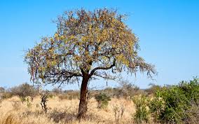 Image result for Cassia abbreviata