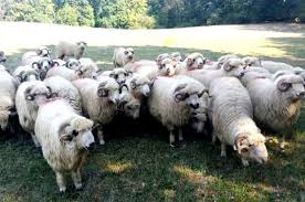 Maybe you would like to learn more about one of these? Vand 8 Berbeci Breaza De Hateg Si Turcana Stiriagricole Ro