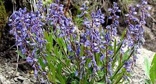 Image result for Polygala senensis