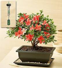 Maybe you would like to learn more about one of these? Azalea Bonsai Bonsai Azalea Bonsai Bonsai Tree