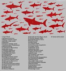 Sharks Size Comparison Dinosaur Home