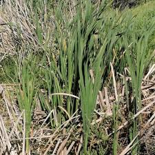 Image result for Typha capensis