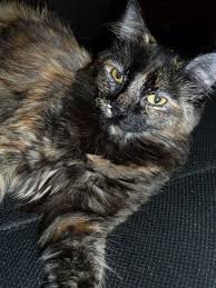 Long Haired Tortoiseshell Cat Elphaba Calico Cat Cats Tortoise Shell Cat