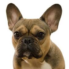 Do french bulldogs shed a lot of hair? French Bulldog Breed Information Characteristics Heath Problems Dogzone Com