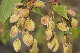 Ulmenblatt, kante, zähnung, bergulme, ulme verlässt, färbung, gelb, grün, cc0. Die Flatterulme Ulmus Laevis Waldwissen Net