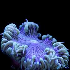 Image result for Aneilema zebrinum