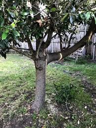 You can do it yourself without a ladder, a lift, or a professional. Need Help With This Tree With A Huge Branch Growing Sideways Can I Cut Off This Limb Sfwtrees