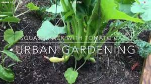 Vegtrugs, vegtrug planters, vegtrug elevated planters Squash Hacks With Tomato Cages Urban Gardening Magnolia Street Garden Youtube