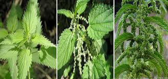 Maybe you would like to learn more about one of these? Nettle Monograph By Annalise Sensory Solutions