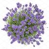 Meisterliche blumensträuße direkt vom floristen. 1