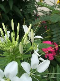 Image result for Cleomaceae