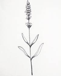 Image Result For Lavender Stalk Tattoo Lavender Tattoo Tattoos Flower Drawing