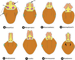 The story of mashed potatoes takes 10. Arthropods Springerlink