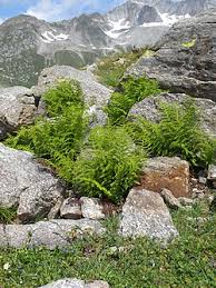 Image result for Athyrium lewalleanum