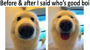 And before you go, check out: Best Wholesome Memes For A Bad Day V4 Youtube