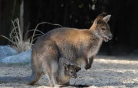 +88 (0) 101 0000 000 fax: Ualabi Informacion Sobre Animales
