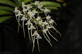 Image result for Cyrtorchis praetermissa