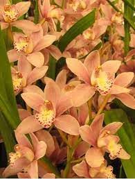 Orchid Care Cymbidium Orchid Care Video Flowers Gardenflowers Cymbidium Orchids Cymbidium Orchids Care Orchids