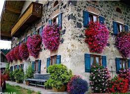Swiss House Geraniums Switzerland They Know How To Grow Geraniums What Do They Feed Window Box Balcony Garden Window Boxes