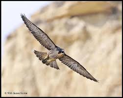 Peregrine Falcon Peregrine Falcon Birds Of Prey Eagle Bird