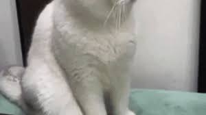 It ain't much but it's honest work memes & gifs. It Aint Much But Its Honest Work Cat Gifs Gifvif