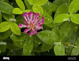 Image result for Trifolium polystachyum
