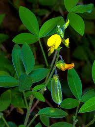 Image result for Crotalaria oocarpa