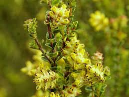 Image result for Penaeaceae