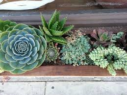 By early spring, they will look their best, with some varieties producing flowers. Succulent Window Box In San Luis Obispo 2 Window Box Porch Flowers Succulents