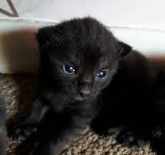 Black smoke cats rare | rare black smoke ghost tabby kittens. Rare Ghost Smoke Tabby Female Kitten Durham County Durham Pets4homes