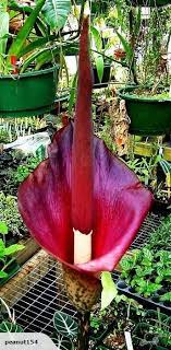 Amorphophallus Konjac Rare Flowers Iron Plant Beautiful Flowers