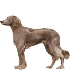 A full litter of weimaraner long hairs will be granted if both sire and dam are weimaraner long hairs. Store Orivet
