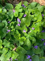 Image result for Galium scabrellum