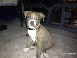 All of our dogs were once abandoned, abused or neglected. Male Pitbull Puppy Pets For Sale In Los Angeles California Usadscenter Com Mobile 88537