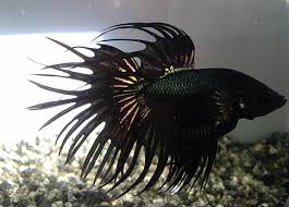 Black Orchid Crowntail Betta Betta Fish Betta Betta Fish Types