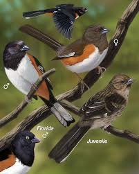 Birds Of Eastern Pa Eastern Towhee Portrait Whatbird Com With Images Backyard Birds Birds Beautiful Birds