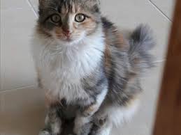 Izmir Chinchilla Kedi
