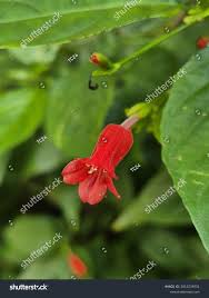 Image result for Ruellia brevifolia