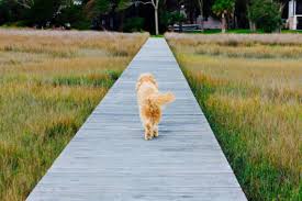 When you book valhalla, you don't just book a room. St Simons Island A Pet Friendly Guide Official Georgia Tourism Travel Website Explore Georgia Org