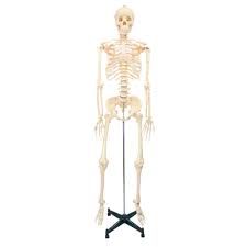 Bucky Skeleton Model
