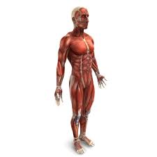 Human Male Muscular System Male System Human Ad Human Male Muscular System Muscular